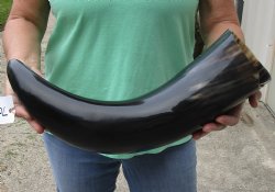 23 inches wide base polished water buffalo horn - $27