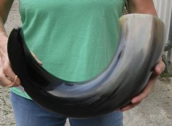 30 inches wide base polished water buffalo horn - $50