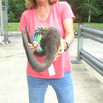 B-Grade Male African Black Wildebeest Skull plate 16 inch - $40