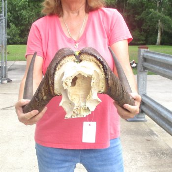 B-Grade Male African Black Wildebeest Skull plate 16 inch - $40