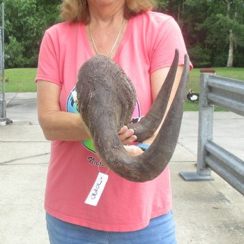B-Grade Male African Black Wildebeest Skull plate 16 inch - $40