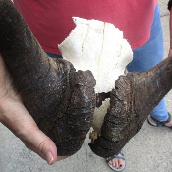 B-Grade Male African Black Wildebeest Skull plate 16 inch - $40