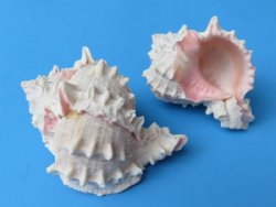 Pink Murex Shells for crafts  3" - 4" - 100 @ .72 each 