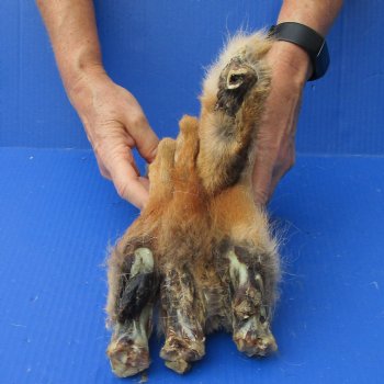 4 Coyote feet cured in formaldehyde for $20