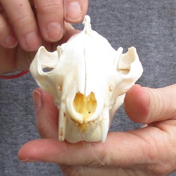 5" Opossum Skull - $40 
