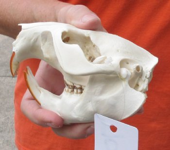 North American Beaver Skull - $29