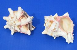 Wholesale Murex Brassica Shells 3 to 4 inches -12 pcs @ $1.15 each: 72 pcs @ $1.00 each
