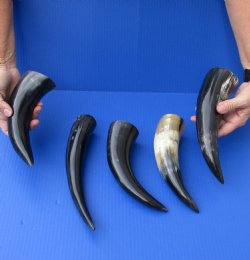 5 pc Polished 8 - 12 inch Cow/Cattle horns for $30