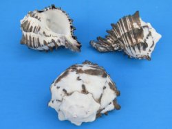 Black Murex Shells Wholesale, 3 inch to 3-3/4 inch shells for hermit crabs - 12 pcs @ 1.35 each