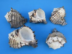 Black Murex Shells for large hermit crabs 4 inches to 4-3/4 inches - 48 pcs @ $1.45 each 
