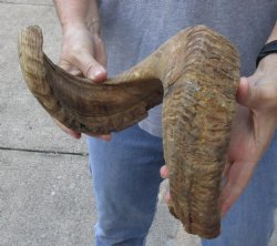 Sheep Horn 28 inches - $27