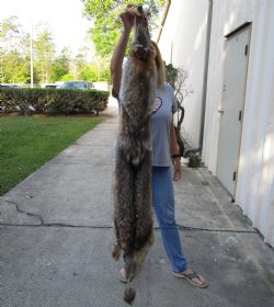 64 inch soft-tanned coyote pelt for $90