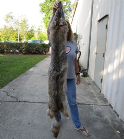 66 inch soft-tanned coyote pelt for $90