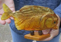 8-3/4 inch Real dried Piranha Fish on wood base - $42