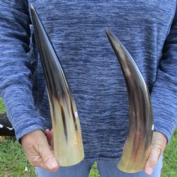 2 Polished Engraved Dragon Cattle/Cow Horns - $38