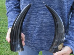 2 Polished Engraved Dragon Cattle/Cow Horns - $38
