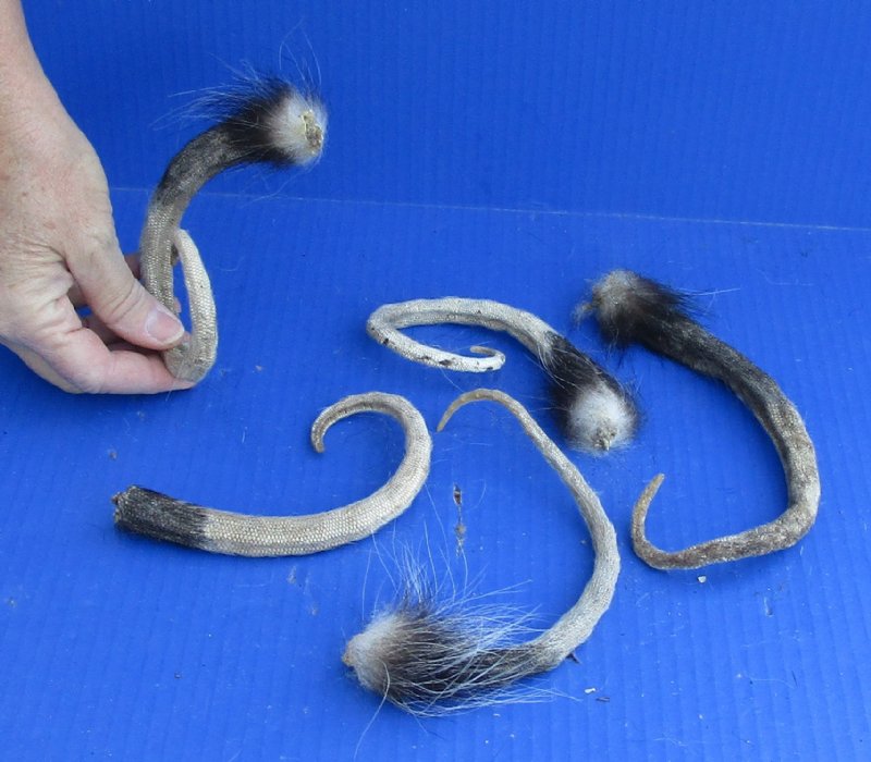 Opossum Tail