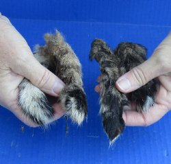 4 Bobcat tails cured in Formaldehyde for $25