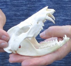Opossum Skull 4-3/4 inches - $40