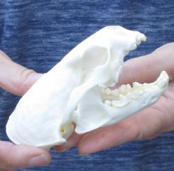North American River Otter Skull - $43