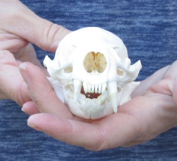 North American River Otter Skull 5-1/2 inches - $43