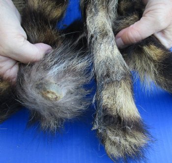 10 Piece lot of Raccoon tails cured in formaldehyde with bone in - Buy now for $15