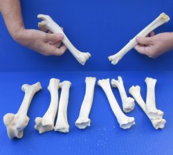 10 pc lot of deer leg bones 6-1/4 to 9-1/2 inches-$40