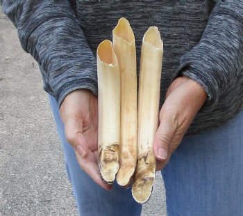 3 pc lot of 12 to 14 inch Hippo Tusks $265.00 (CITES #300162) 