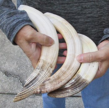 3 pc lot of 12 to 14 inch Hippo Tusks $265.00 (CITES #300162) 