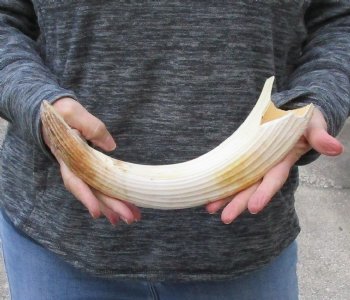 14 inch Curved Hippo Tusk 1 pound $125 (CITES #300162) 