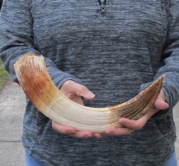 17 inch Curved Hippo Tusk 1.50 pound $187 (CITES #300162) 