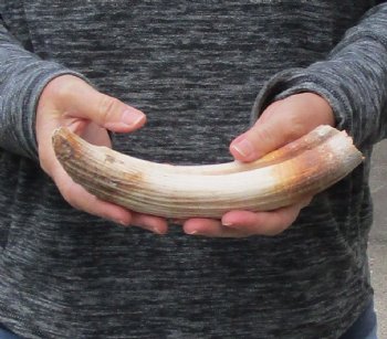 10 inch Curved Hippo Tusk .85 pounds $106 (CITES #300162) 