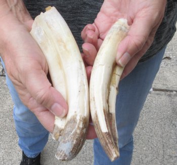 2 pc lot of 6 to 7 inch Hippo Tusk - $93 (CITES #300162)