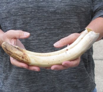 13-inch Semi-Curved Hippo Tusk - $140 (CITES #300162) 
