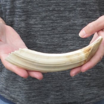 8-inch Semi-Curved Hippo Tusk - $75 (CITES #300162) 