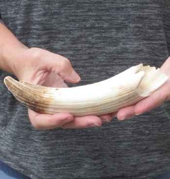 8-inch Semi-Curved Hippo Tusk - $75 (CITES #300162) 