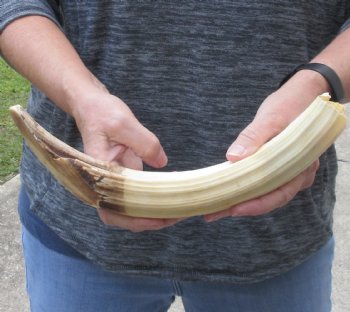 14-inch Semi-Curved Hippo Tusk - $175 (CITES #300162) 