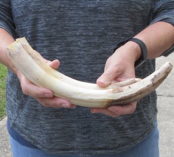 14-inch Semi-Curved Hippo Tusk - $175 (CITES #300162) 