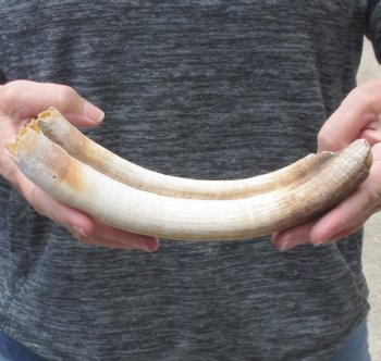 10-inch Semi-Curved Hippo Tusk - $112 (CITES #300162) 