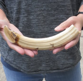 10-inch Semi-Curved Hippo Tusk - $112 (CITES #300162) 
