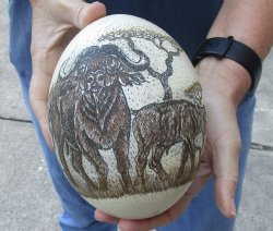 6-1/4" African Scrimshaw Ostrich Egg with Cape Buffalo's - $50