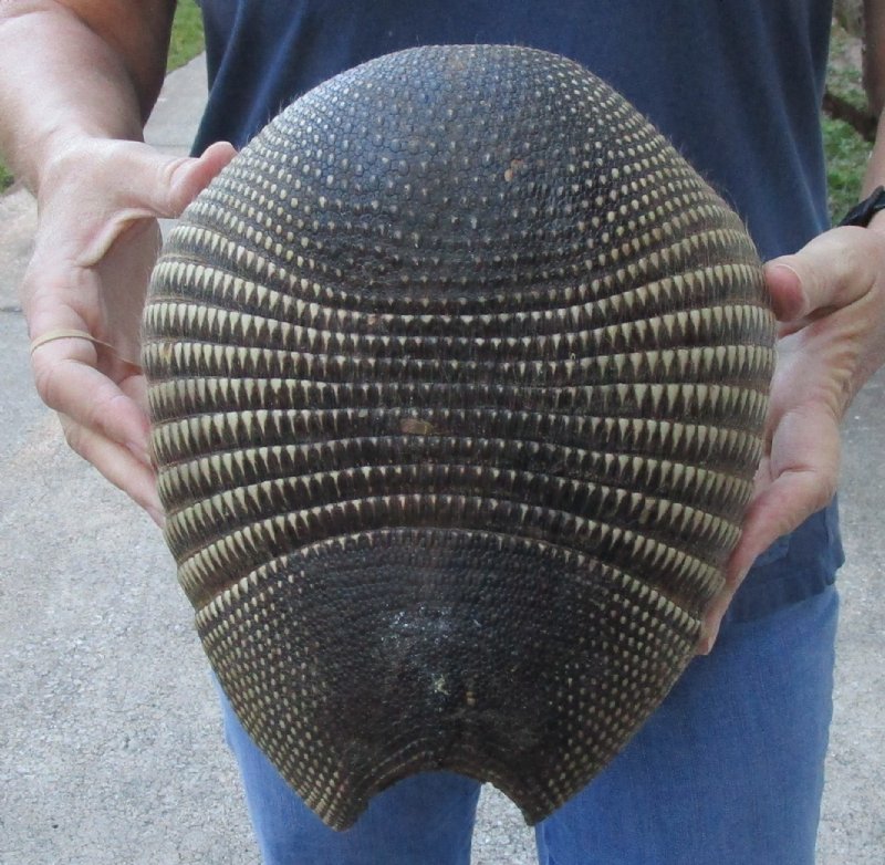 Armadillo Shell