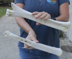 2 pc B- Grade Real Camel leg Bones 14 and 15 inches - $24