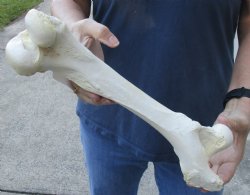 14 inch Water Buffalo femur leg bone - $20