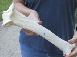 13 inch Water Buffalo tibia leg bone - $20