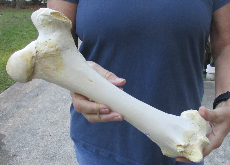13 inch Water Buffalo femur (Bubalus bubalis) leg bone