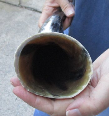 16 inch Polished Carved Bird Cattle/Cow horn - $19