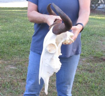 16 inch Blue Wildebeest Skull & 17 inch horns - $80