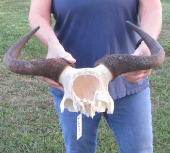 Blue Wildebeest Skull Plate and horns 18 inches wide - $38