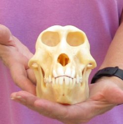 Female 7" Chacma Baboon Skull (CITES 084969) $150